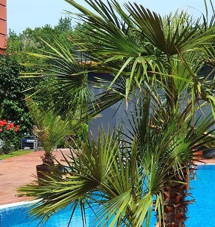 Apartament Cacao Residence Sunny Beach Exterior photo